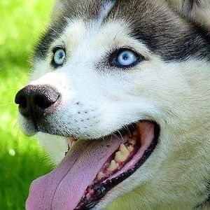 Meet your Posher, Joe